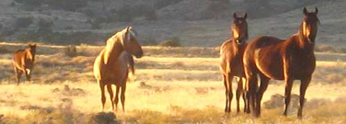 Wild Horses - Pony Express